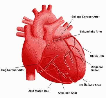 Kalp Sağlığı Ve Yürek Hastalıkları